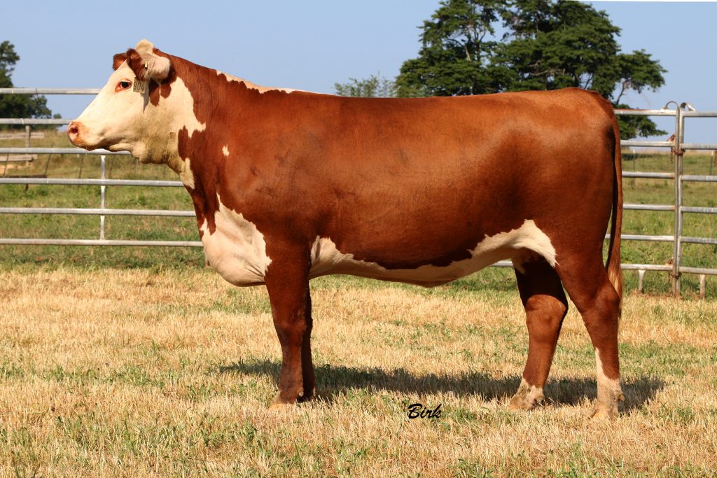 Bred Heifers CMR Herefords